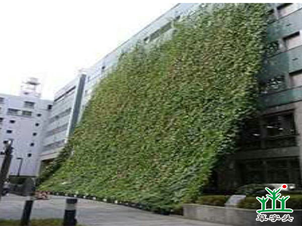 草字头墙面绿化体系