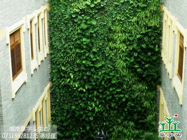 室内墙体立体绿化